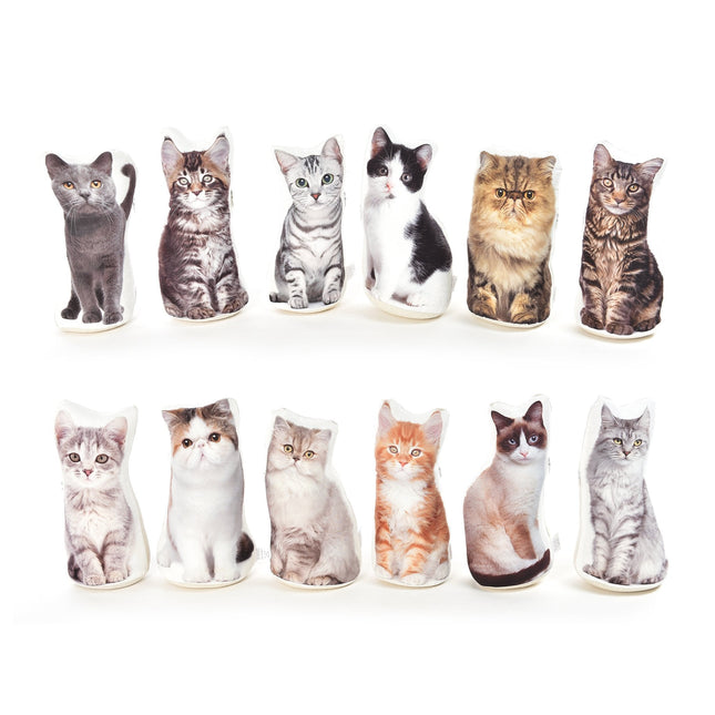 FERMAPORTA GATTI - Willy Be Smart